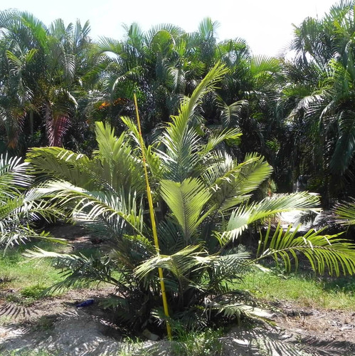 Live dwarf sugar - dwarf, palm