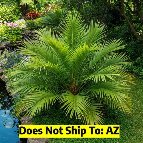 Phoenix roebelenii date - phoenix,