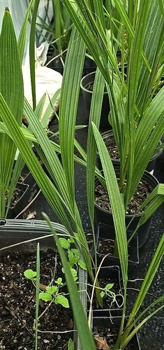 Year old medjool date - 15+", old,