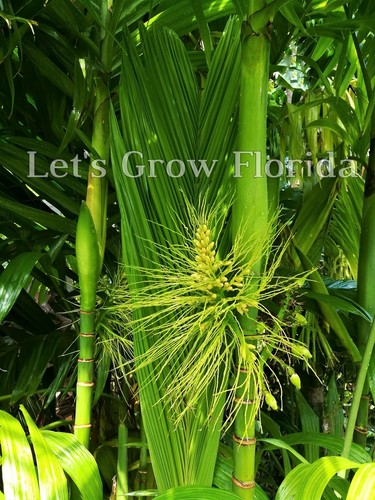 Areca triandra perfume - areca, triandra,